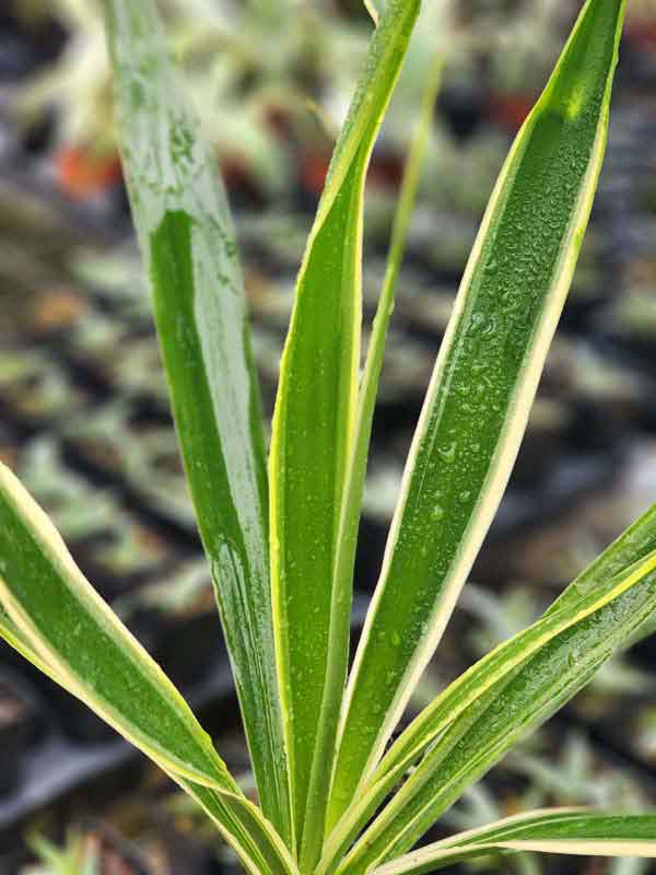 Lg. Tropical Variegated Spanish Dagger Yucca Plant (yucca aureamarginata) - Image 6