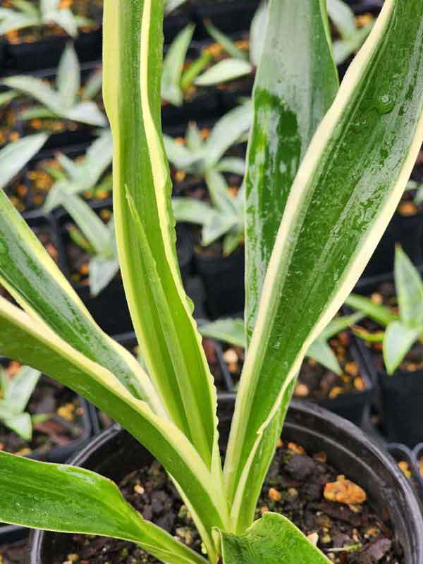 Lg. Tropical Variegated Spanish Dagger Yucca Plant (yucca aureamarginata) - Image 5