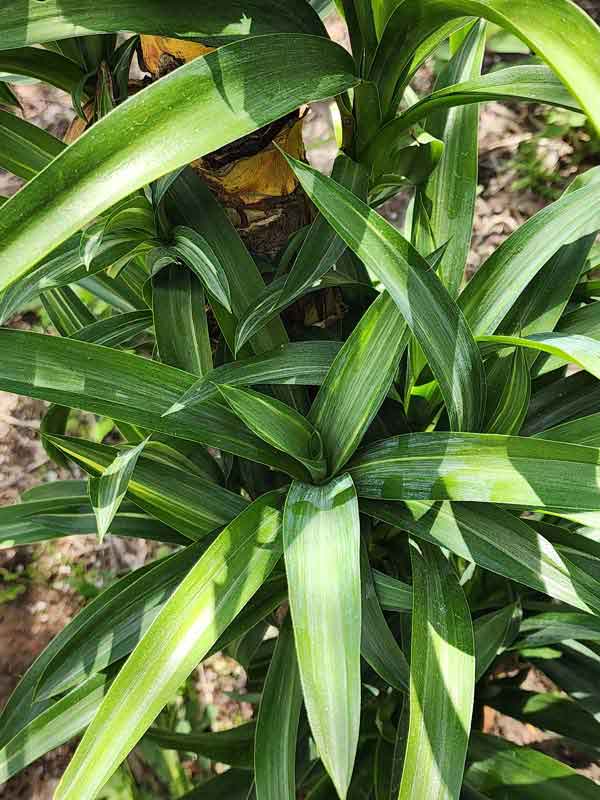 Lg. Tropical Variegated Spanish Dagger Yucca Plant (yucca aureamarginata) - Image 4