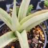 Lg. Chao Praya Snake Plant (sansevieria hybrid)
