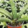 Lg. Limited Cylindrica Verticularis Snake Plant (sansevieria)