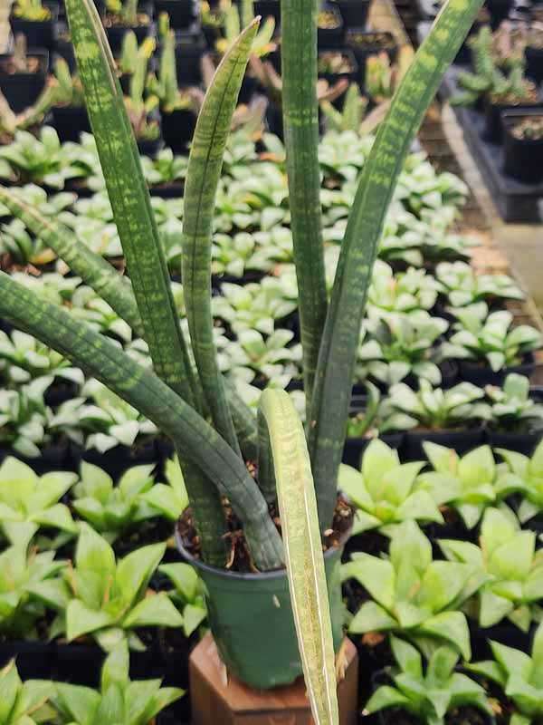 XL Collectors Fischeri Singularus Snake Plant (sansevieria) - Image 4