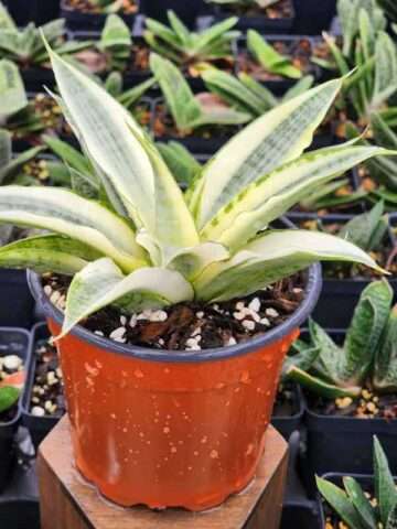 Lg. Rare Gabrilla White Snake Plant (sansevieria hybrid)