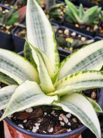 Lg. Rare Gabrilla White Snake Plant (sansevieria hybrid) - Image 2