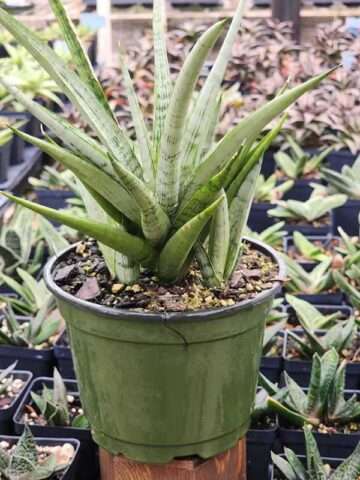 Alternative view of Lg. Lady Diamond Snake Plant (sansevieria)
