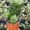 Lg. Compact Mahanakorn Snake Plant (sansevieria hybrid)