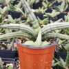 Lg. Out Post Snake Plant (sansevieria hybrid)