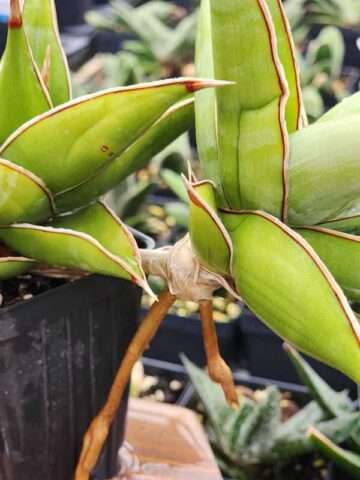 Alternative view of Unusual Walking Pinguicula Snake Plant (sansevieria)