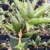 Lg. Unusual Walking Pinguicula Snake Plant (sansevieria)