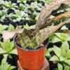 Lg. Kirkii Pulchra Coppertone Snake Plant (sansevieria kirkii)