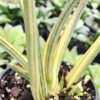 Lg. White Pinstripe Royal Crown Snake Plant (sansevieria hybrid)