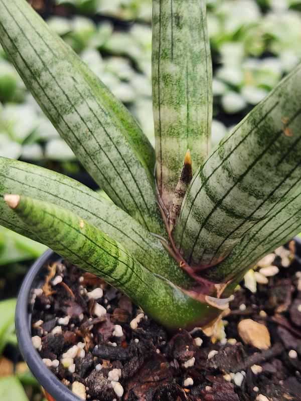 Lg. Red Cheekie Snake Plant (sansevieria hybrid) - Image 2
