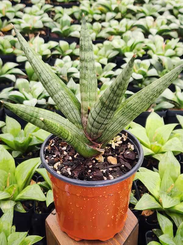 Lg. Red Cheekie Snake Plant (sansevieria hybrid)