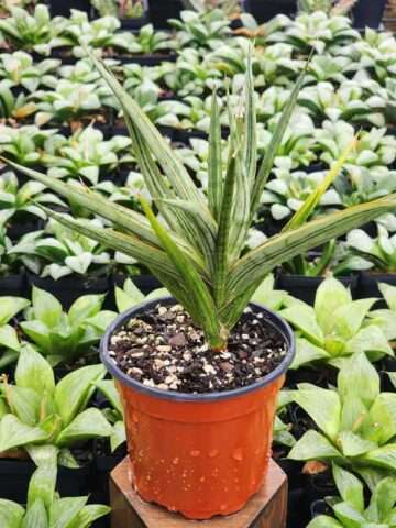 Lg. Sansevieria Silver Torch Snake Plant (sansevieria hybrid) - Image 2
