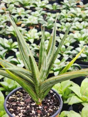 Lg. Sansevieria Silver Torch Snake Plant (sansevieria hybrid)