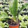 Lg. Huge Masoniana Splendens Wide Leaf Snake Plant (sansevieria)