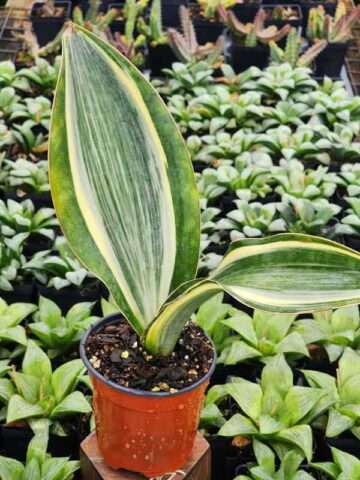 Lg. Beautiful Wide Leaf Variegated Masoniana Splendens Snake Plant (sansevieria)