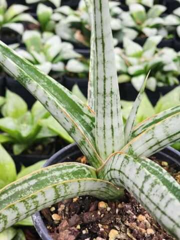 Lg. King Trident Snake Plant (sansevieria hybrid) - Image 2