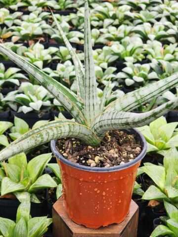 Lg. King Trident Snake Plant (sansevieria hybrid)