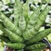 Lg. Xana Chaicana Snake Plant (sansevieria hybrid)