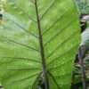 Lg. Dark Star Elephant Ear Plant (alocasia)