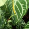 Lg. Anthurium Crystallinum Plant