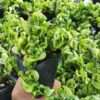 Hoya Carnosa Compacta Hindu Rope Plant