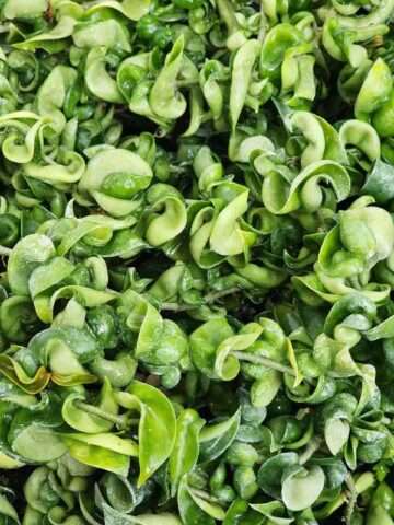 Alternative view of Hoya Carnosa Compacta Hindu Rope Plant