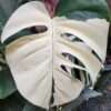Lg. Monstera Deliciosa cf Sierrana Mint Spider Plant