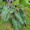 Lg. Philodendron Deflexum / Megalophyllum Plant