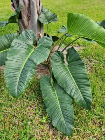 Lg. Philodendron Deflexum / Megalophyllum Plant
