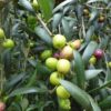 Lg. Best Producing, Cold Hardy Olive Tree (olea europea arbequina)