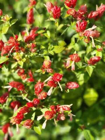 Alternative view of Pink Shrimp Plants (justicia brandegeana)