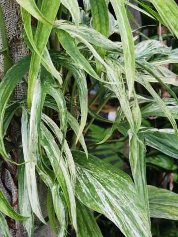 Amydrium Zippelianum Variegata Plant (aroid sp.)