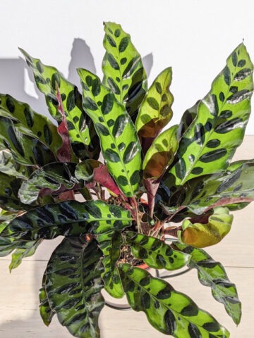 Alternative view of Calathea Lancifolia Plant