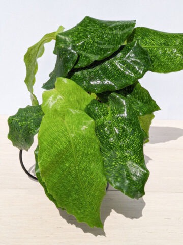 Alternative view of Lg. Spicimen Calathea Musaica Plant