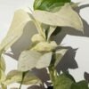 Checkout Special, Monstera Adansonii Laniata Mint Variegated, limit 1