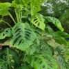 Monstera cf Lechleriana Giant Plant