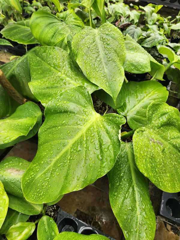 Lg. Philodendron Atratum cf Dodsonii Plant - Image 2
