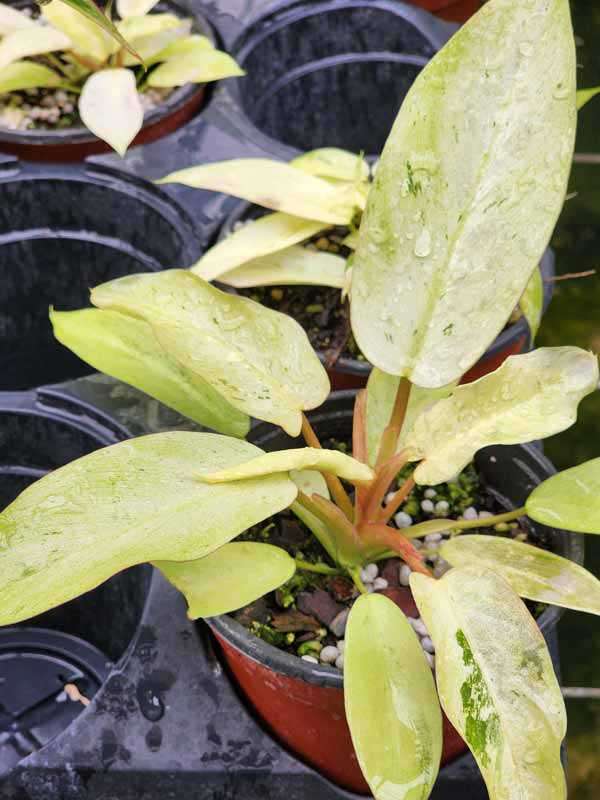 Philodendron Bipennifolium Mottled Whipple Way Plant