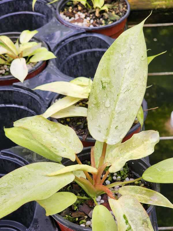 Philodendron Bipennifolium Mottled Whipple Way Plant - Image 2