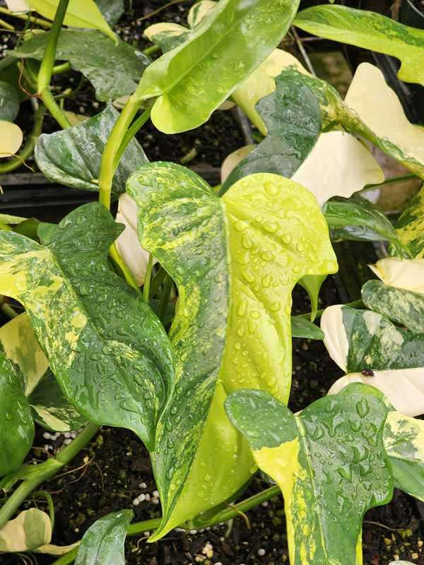 Philodendron Bipennifolium Aurea Variegata Plant - Image 6