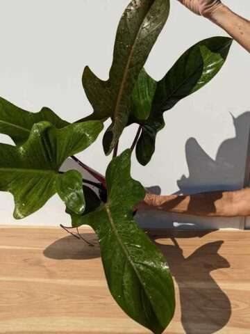 Lg. Philodendron Florida Bronze Plant