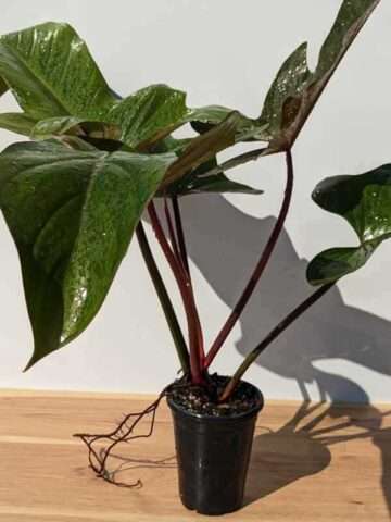 Alternative view of Lg. Philodendron Florida Bronze Plant
