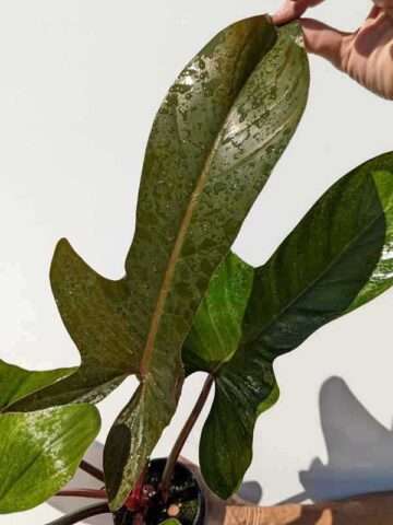 Lg. Philodendron Florida Bronze Plant - Image 3