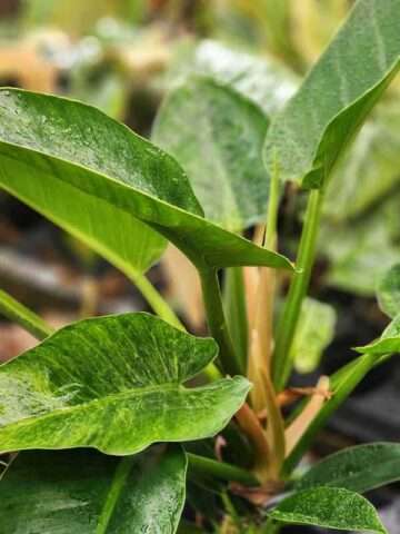 Lg. Philodendron King Kongo Jade Temple Plant