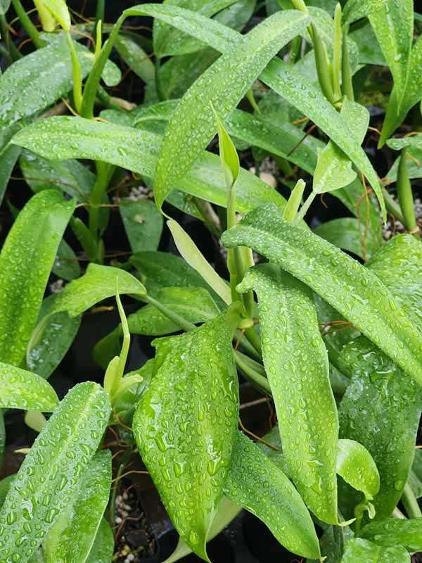 Philodendron Panduriforme Plant