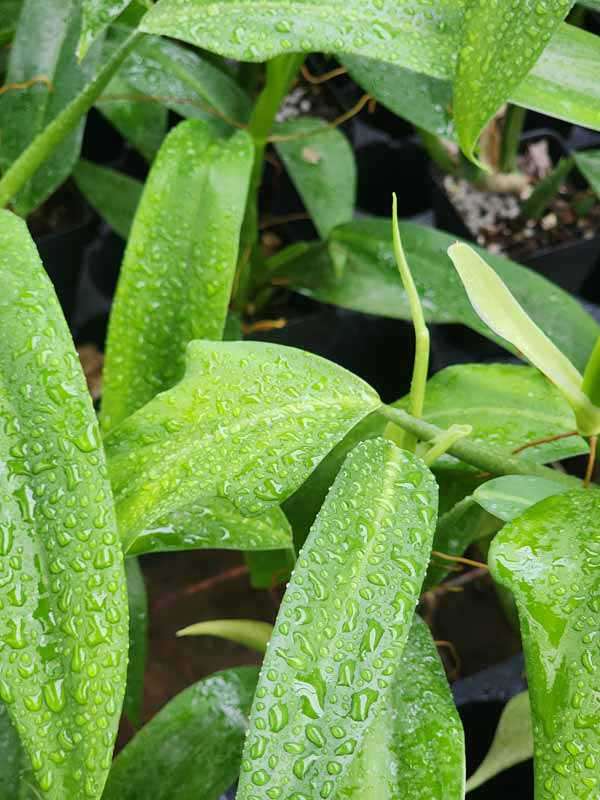 Philodendron Panduriforme Plant - Image 2