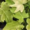 Lg. Philodendron Radiatum V Ultra Aurea Plant