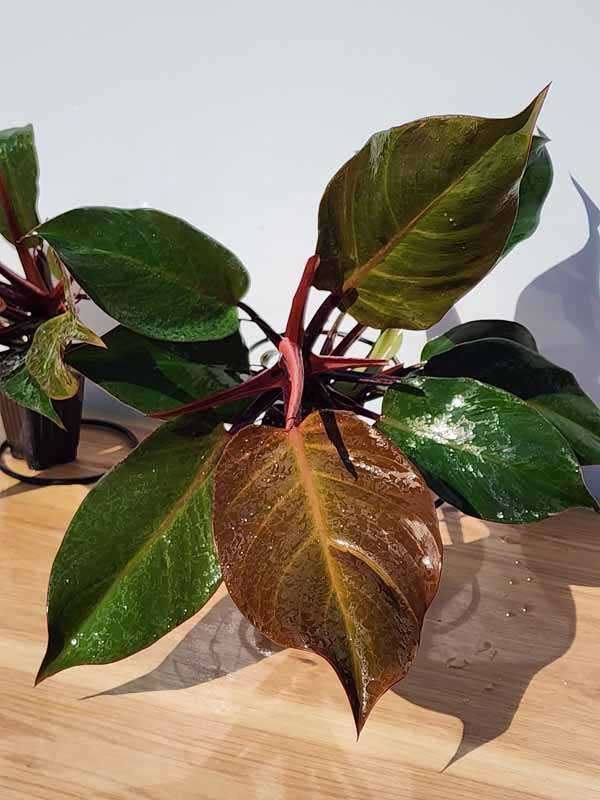Philodendron Sun Red Plant - Image 6